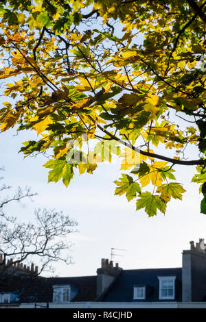 Norway Maple, Acer platanoides, autumnal colours in Clifton,  Bristol Stock Photo