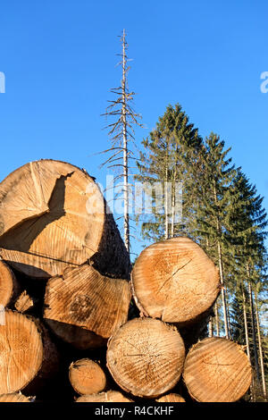 Stacked tree trunks in the harz mountains, Germany Stock Photo