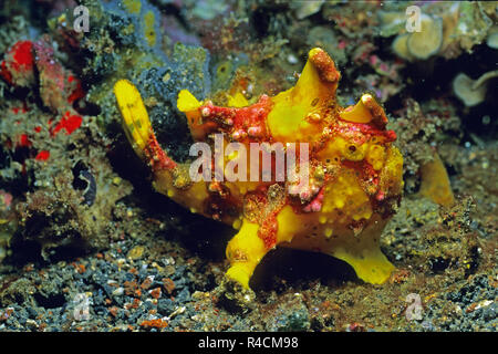 Warzen-Anglerfisch (Antennarius maculatus), Sulawesi, Indonesien | Warty frogfish or Clown amglerfish (Antennarius maculatus), Sulawesi, Indonesia Stock Photo