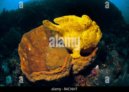 Giant Frogfish, Commerson's Anglerfish or Commerson's Frogfish (Antennarius commersoni) pair hiding in a sponge (Porifera), Sulawesi, Indonesia Stock Photo