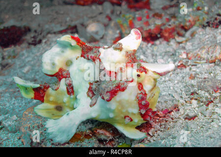 Warty frogfish or Clown amglerfish (Antennarius maculatus), Sabang Bach, Mindoro, Philippines Stock Photo