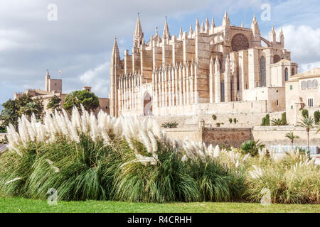 Ornamental Grasses foreground Palma de Mallorca Cathedral, Balearic Islands, La Seu, Spain Hardy pampas grasses Cortaderia selloana, Stock Photo