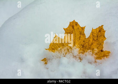 yellow fallen maple leaf on the fresh snow Stock Photo