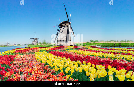 traditional dutch scenery with windmills over water and tulips in Kinderdijk at sunny summer day, Netherland Stock Photo