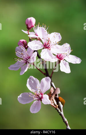 Twig with pink plum blossoms Stock Photo