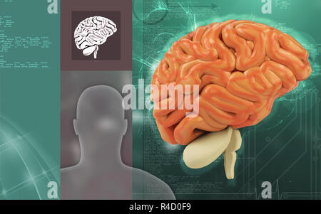 Brain Stock Photo