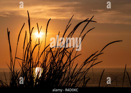 Coastal grass in silhouette at sunset on the North Wales coast at Llandudno Stock Photo