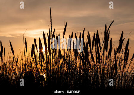 Coastal grass in silhouette at sunset on the North Wales coast at Llandudno Stock Photo