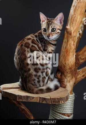 Portrait of  a Young Bengal Kitten on het scratching cat tree Stock Photo