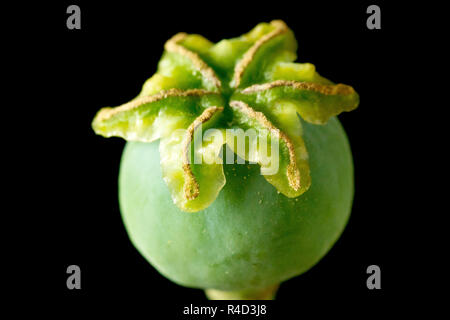 Opium Poppy (papaver somniferum), a close up still life of the green seed pod or seed head before it matures, shot against a black background. Stock Photo