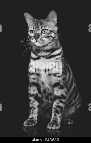 Beautiful bengal cat Stock Photo