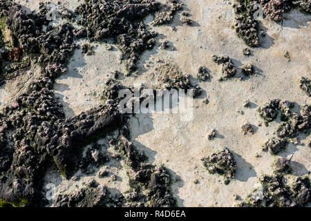 Above view from of ground texture or background whit green moss, from after mining activity. Stock Photo