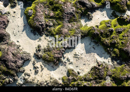 Above view from of ground texture or background whit green moss, from after mining activity. Stock Photo