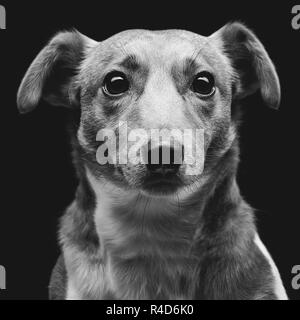 Jack russell terrier Stock Photo