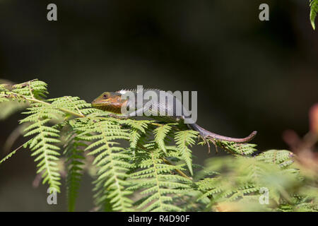 Black-lipped Lizard (Calotes nigrilabris) Stock Photo