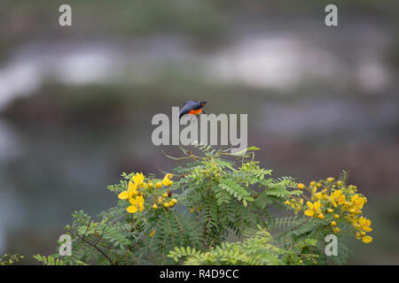 Small Minivet (Pericrocotus cinnamomeus) Stock Photo