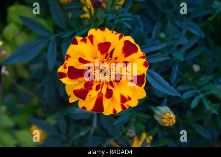 Marigold blooming outdoors Stock Photo