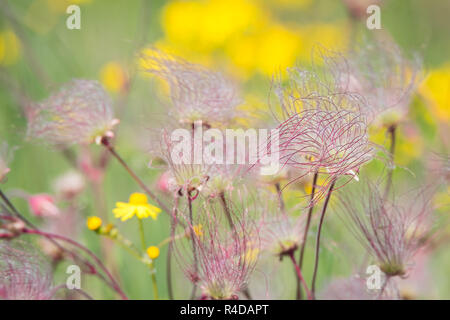 Prairie Smoke wildflowers growing in an open field at Carden Alvar Provincial Park in Ontario, Canada. Stock Photo