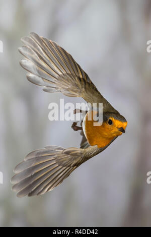 Rotkehlchen, fliegend, im Flug, Flugbild, Erithacus rubecula, robin, European robin, robin redbreast, flight, Le Rouge-gorge familier Stock Photo