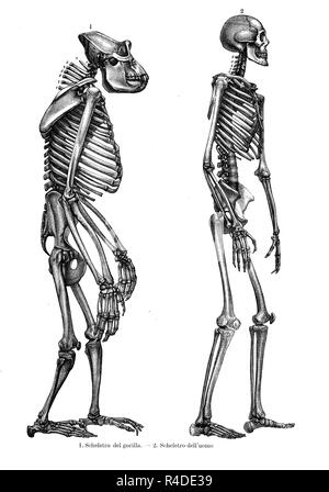 Vintage illustration of anatomy, comparison between human and gorilla skeleton Stock Photo