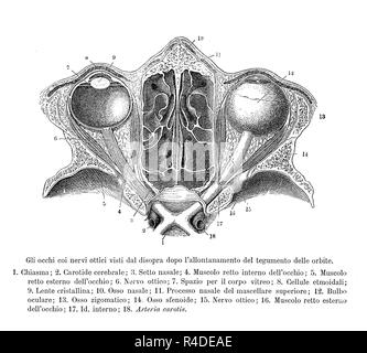 Vintage illustration of anatomy, transversal upper section of human optical nerves, with anatomical descriptions in Italian Stock Photo