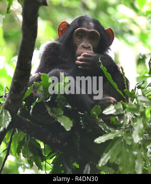 A juvenile Common chimpanzee (Pan troglodytes) with its pink face and ears watches the adults below from its sleeping nest in a tree.  Kibale Forest N Stock Photo