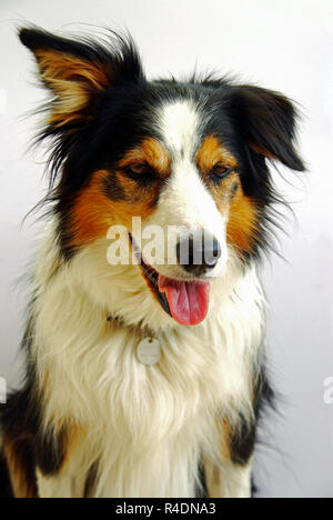 Portrait of Tri colored Border collie Stock Photo