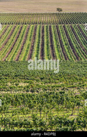 Beautiful vineyard landscape with grapes ready for harvest, sunny autumn day, Southern Moravia, Czech Republic, aerial view Stock Photo