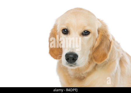 Young beautiul golden retriever dog Stock Photo