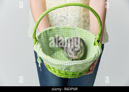 Cute chinchilla in basket Stock Photo