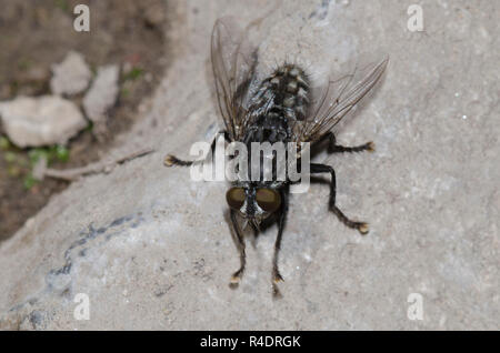 Flesh Fly, Family Sarcophagidae Stock Photo