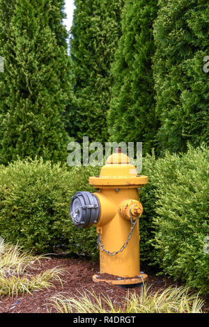 SEATTLE, WAS, USA - JUNE 2018: Bright yellow fire hydrant on the side of a road on the outskirts of Seattle Stock Photo