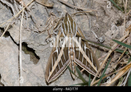 White-lined Sphinx, Hyles lineata Stock Photo