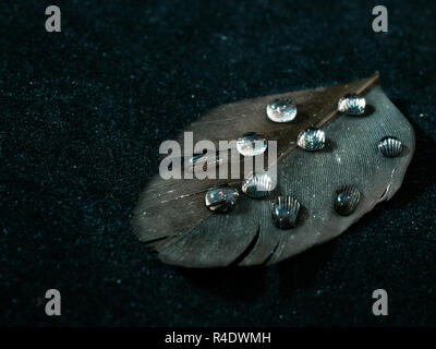big water drops on a black bird feather on black background. natural heating, weatherproof, waterproof clothes insulation concept. low key closeup mac Stock Photo
