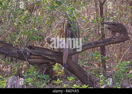 Indian Common Mongoose in the Forest in Nagarhole National Park in India Stock Photo