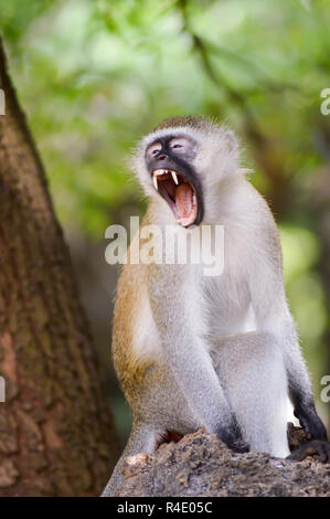 Monkey vervet on a branch Stock Photo