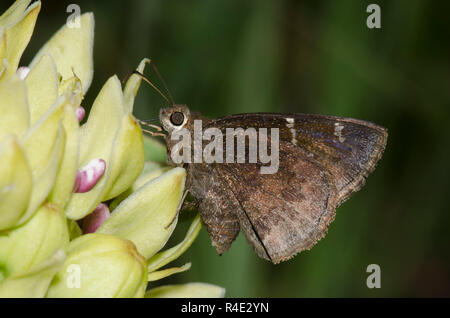 Confused Cloudywing, Cecropterus confusis, female on green milkweed, Asclepias viridis Stock Photo