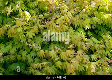 acer palmatum orange dream,acers,green,yellow,leaves,foliage,spring,ornamental,tree,trees,garden,RM Floral Stock Photo