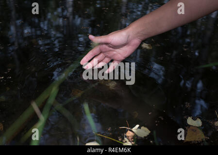 Woman dipping her hand in a river, Bulgaria Stock Photo