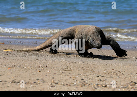 Komodo dragon walking on beach, Komodo Island, East Nusa Tenggara, Indonesia Stock Photo