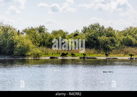 Many alligators in deep hole famous alligator lake pond in Myakka River State Park, Sarasota, Florida, black birds vultures Stock Photo