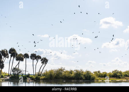 Many birds vultures flying in sky above palm trees and deep hole famous alligator lake pond in Myakka River State Park, Sarasota, Florida Stock Photo