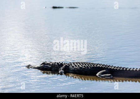 One or two alligators in deep hole famous alligator lake pond in Myakka River State Park, Sarasota, Florida, closeup lying swimming in water Stock Photo