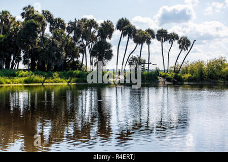 Reflection of palm trees and deep hole famous alligator lake pond in Myakka River State Park, Sarasota, Florida Stock Photo