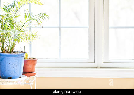 Green potted palm tree and maranta plants in colorful, red, blue pots on stand with pallets by window, natural bright light on floor in house room Stock Photo