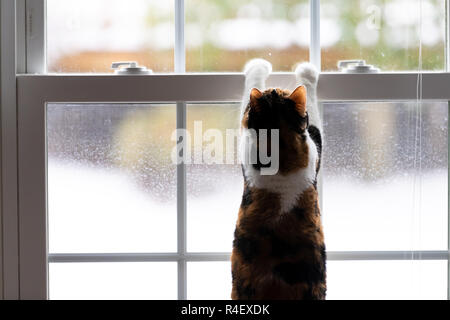 One calico domestic cat leaning on window with front paws, birdwatching, bird watching, hunting from inside of home, house room, looking through, out  Stock Photo