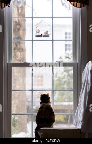 Behind Calico Cat Back Sitting On Chair Inside Indoor