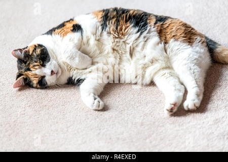 Closeup of one calico short hair cat, white stomach, belly up, sleeping on carpet floor, lying down on side in bedroom living room indoor house, paws, Stock Photo