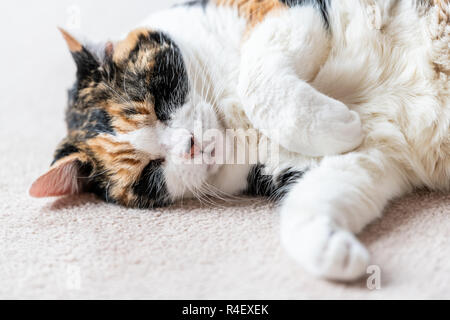 Closeup portrait of one sleepy, sleeping calico cat face, head, side lying on carpet floor in house, home room, closed eyes, paws up, dreaming Stock Photo