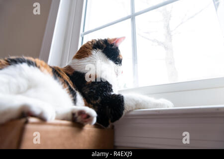 Low angle closeup view of female cute calico cat face, lying by windowsill, sill inside, indoors, indoor of house, home room, looking out, through win Stock Photo